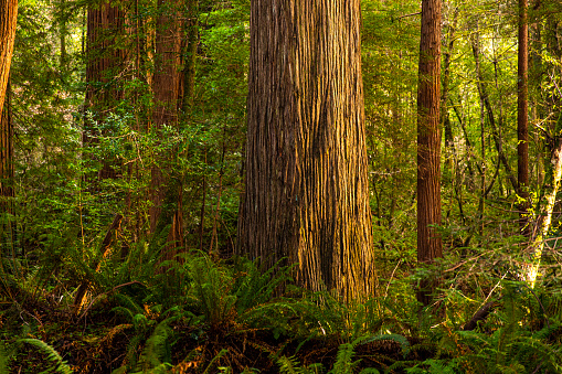A group of tall large redwood trees among thick green rainforest vegetation and golden afternoon light.