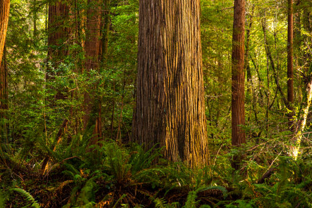 Tall large redwood trees among thick green rainforest vegetation A group of tall large redwood trees among thick green rainforest vegetation and golden afternoon light. tree trunk stock pictures, royalty-free photos & images