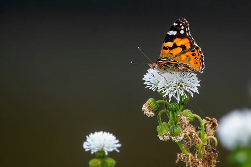 Painted Lady perched on flower head