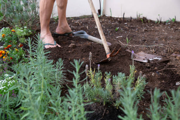 istock A man weeding a lavender garden with a hoe 1373219332