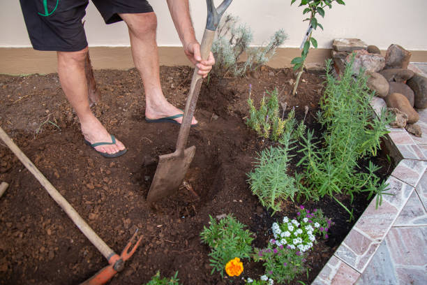 istock A man weeding a lavender garden with a shovel 1373219335
