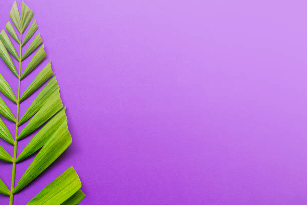 Palm leaves on purple background. Holy week and Lent season concept. stock photo
