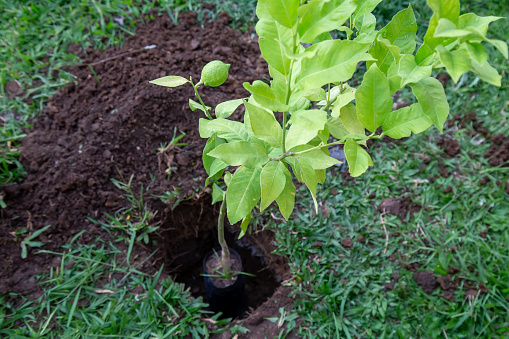 A lemon tree seedling in a hole