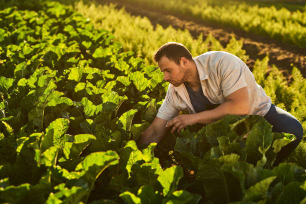 istock Shot of a young man working on a farm 1373226142
