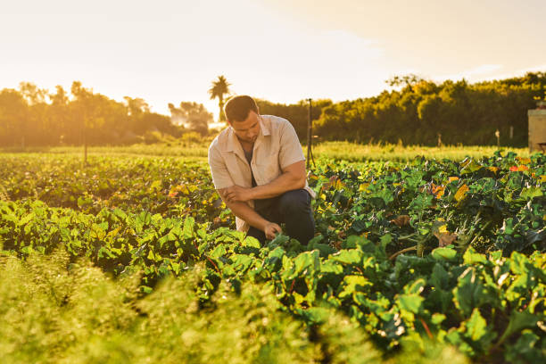 istock Shot of a young man working on a farm 1373226151