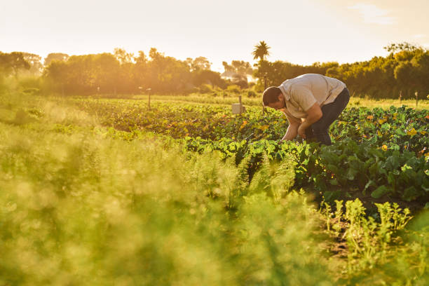 istock Shot of a young man working on a farm 1373226152
