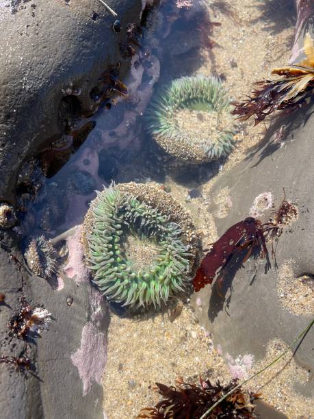 istock Sea anemones on the reef after low tide 1373226709