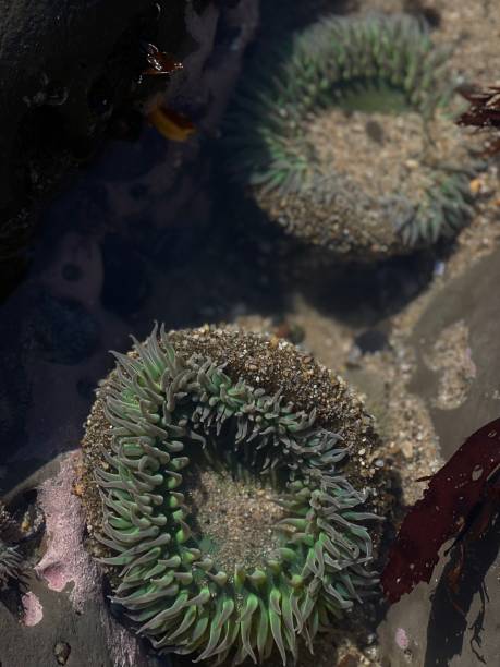 istock Sea anemones on the reef after low tide 1373226722