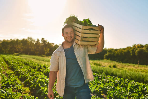 Shot of a young man carrying a crate full of freshly picked vegetables while working on a farm stock photo