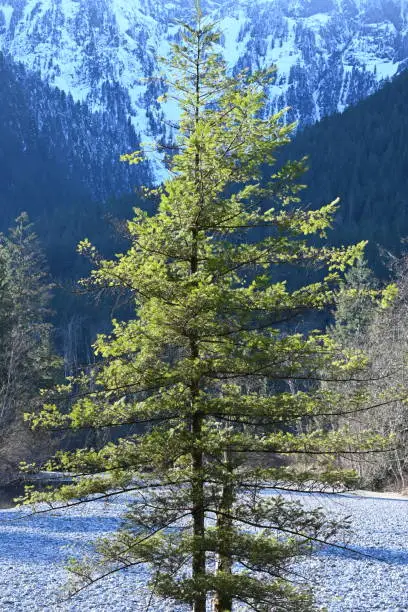 A single tree stands out in the sun amongst the ancient forest and alpine mountains of the Canadian e wilderness