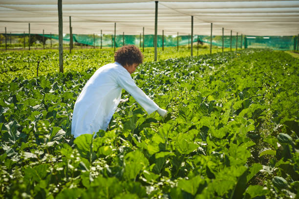 istock Shot young scientist working with crops on a farm 1373227598