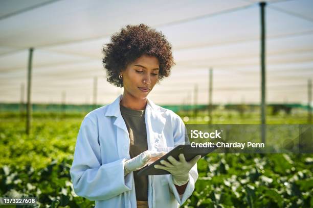 Shot Young Scientist Using A Digital Tablet While Working With Crops On A Farm Stock Photo - Download Image Now