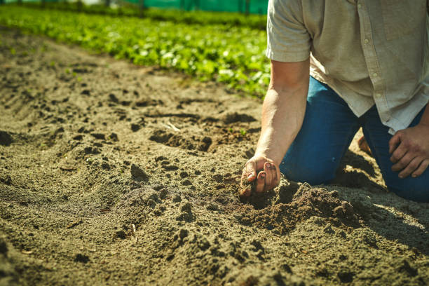 istock Shot of an unrecognisable man working with soil on a farm 1373228566