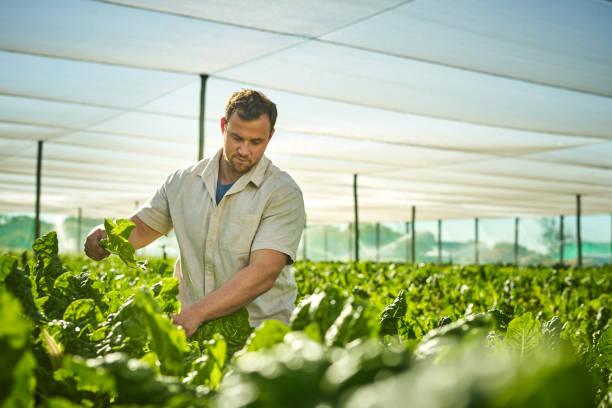 istock Shot of a young man working on a farm 1373228573