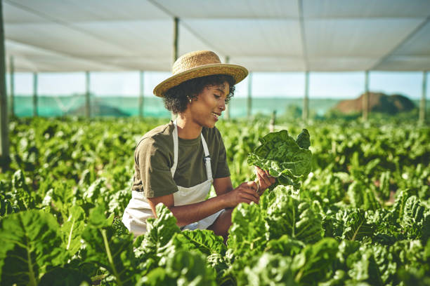 photo d’une jeune femme travaillant avec des cultures dans une ferme - plant spinach photos et images de collection