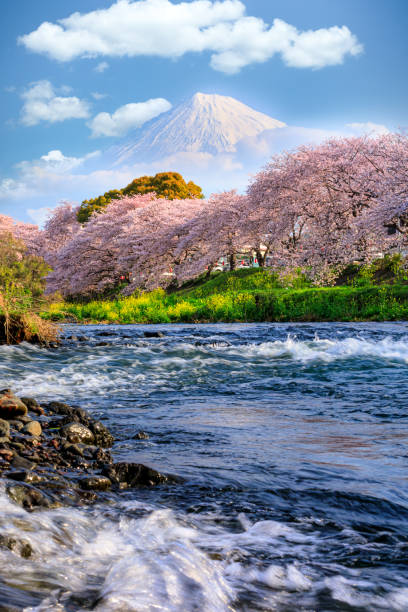 Ryuganbuchi in Fuji city, Shizuoka prefecture is one of popular cherry blossom & Mt.Fuji Ryuganbuchi in Fuji city, Shizuoka prefecture is one of popular cherry blossom & Mt.Fuji Cherry blossoms line up along Sakurai river is very beautiful. in Japan tokyo sakura stock pictures, royalty-free photos & images