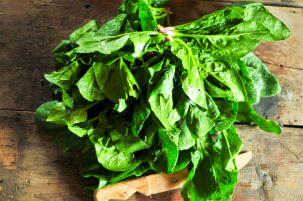 Fresh harvested organic spinach stock photo