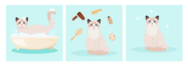 illustrations, cliparts, dessins animés et icônes de ragdoll chat se lave dans la salle de bain - grooming
