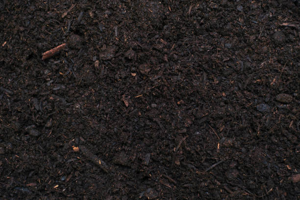 istock Black chernozem soil close-up, texture and natural background. 1373233565