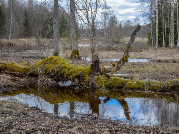 istock landscape with a small wild river, river banks covered with dry, old grass and fallen trees 1373234513
