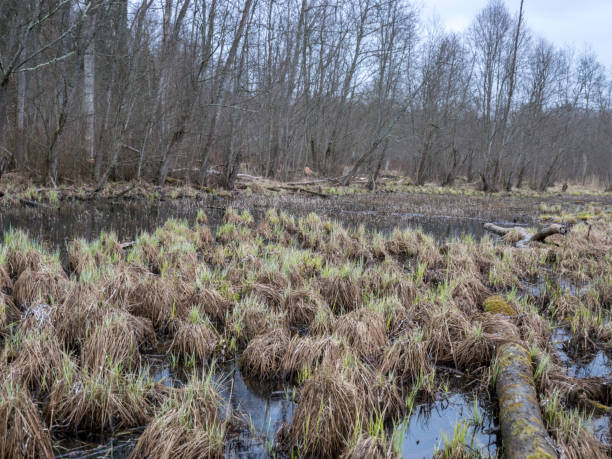 istock wild landscape, old trees, dirty pond, old dry grass 1373234534