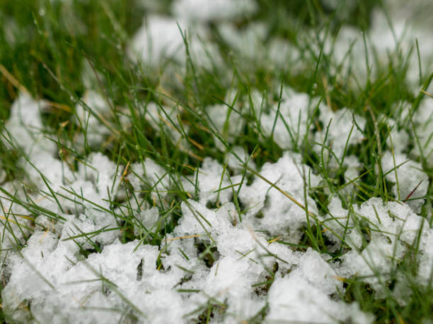 istock picture with the first spring flowers in the snow 1373234953