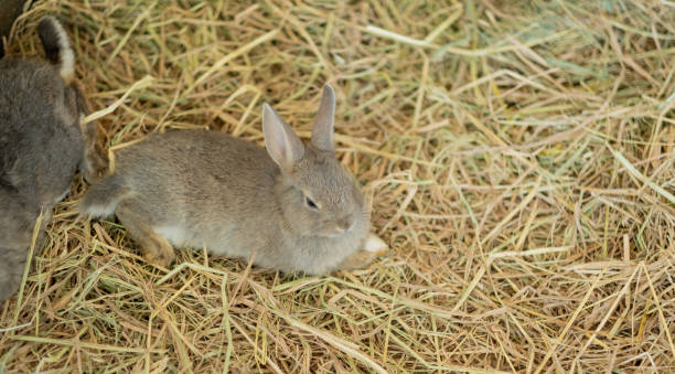istock rabbit, bunny pet with blur background, animals 1373235495