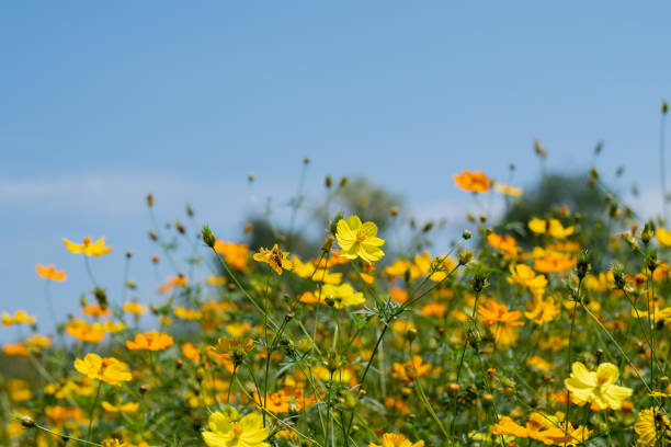 istock closeup sulfur cosmos flower with blur background 1373235503