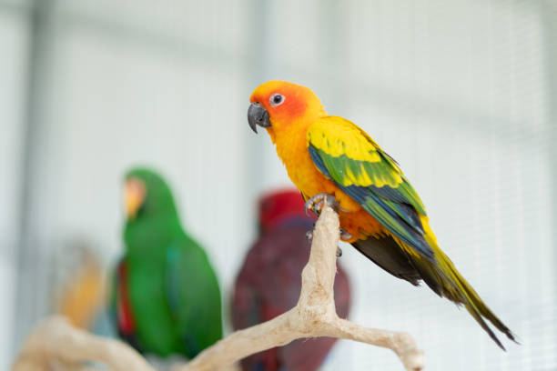 istock closeup parrot with blur background, nature bird, macaw 1373235514