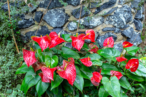 Group of Red Anthurium flower