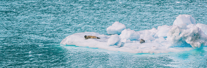Alaska glacier bay harbor seals on iceberg floating nearby glaciers on on blue sea. Cruise ship to Glacier Bay National Park view panorama banner. marine wildlife .