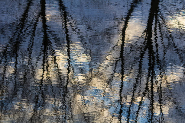 reflection bare trees with sunset sky on water surface. abstract, art nature background, copy space - abstract autumn bare tree empty imagens e fotografias de stock