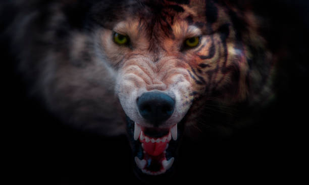 istock Half tiger and wolf portrait collage 1373240457