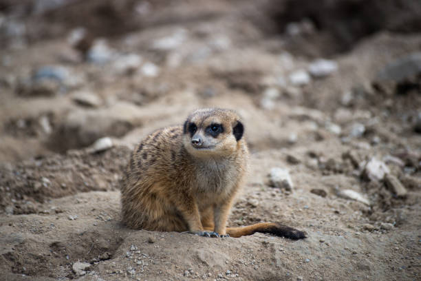 istock meerkat sitting on the land 1373241130