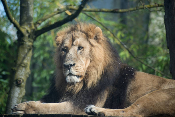 istock male lion lying in a zoologic park 1373241136