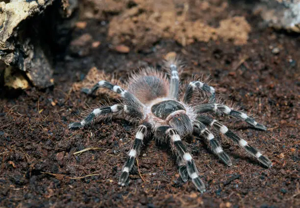 Ephebopus murinus tarantula