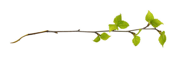 istock Twig of birch with spring small green leaves isolated 1373245244