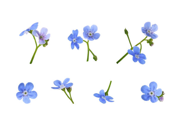istock Set of blue forget-me-not flowers isolated 1373245327