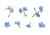 istock Set of blue forget-me-not flowers isolated 1373245327