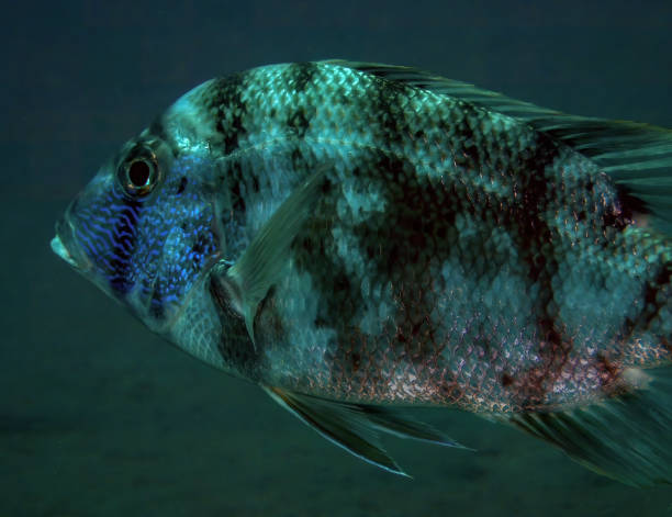 istock A Variegated Emperor (Lethrinus variegatus) in the Red Sea, Egypt 1373246836