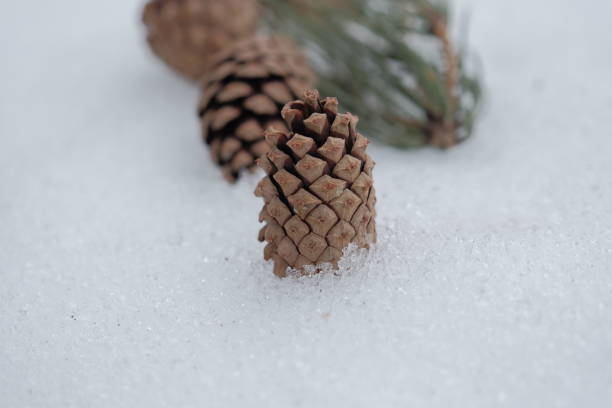 istock pine cone in winter. pine cone lies on the snow. winter concept 1373247086