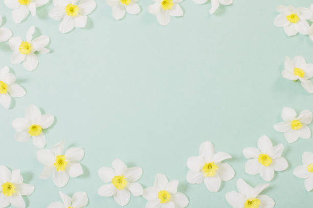 istock white narcissus on blue paper background 1373252740