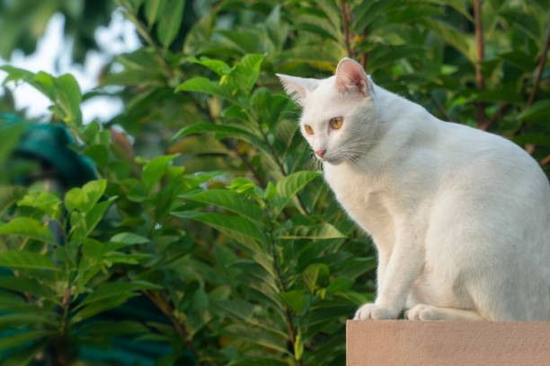Beautiful color Thai cat sitting on the wall. Cute animals and pet concept, selective focus and free copy space.
