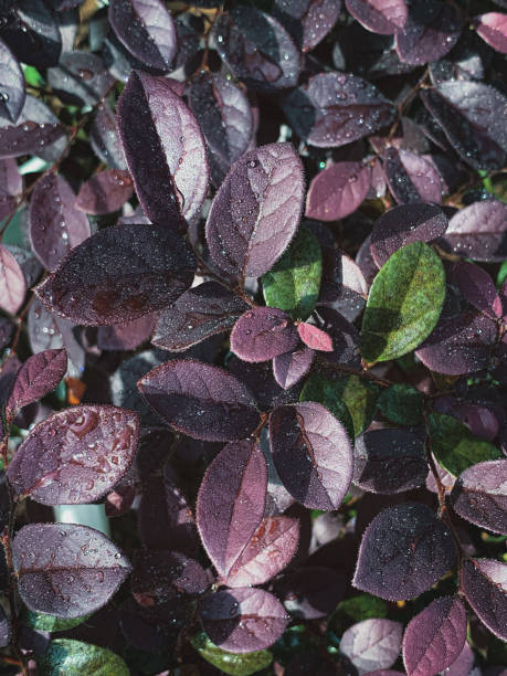 istock Dark purple leaves background 1373254385