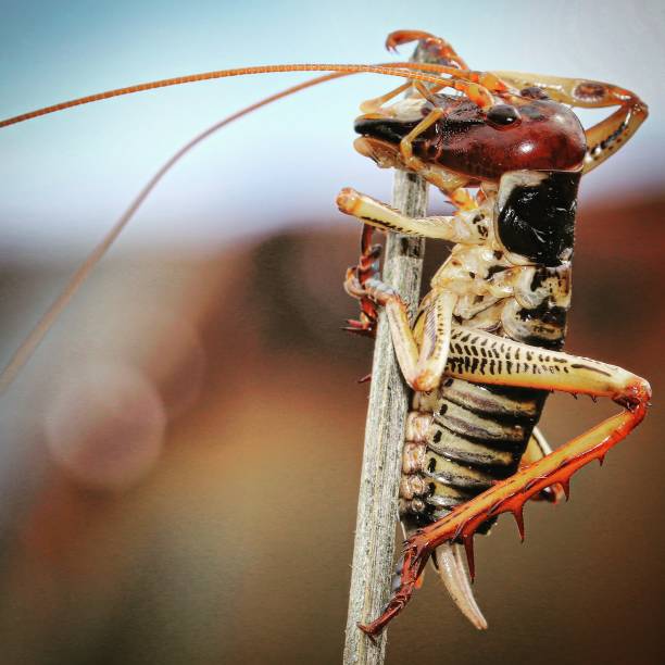 A close up front view of a small cricket (insect) on a log