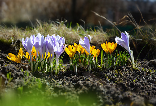 Spring background with flowering violet, purple, yellow and white Crocus in early spring. Crocus Iridaceae. The Iris Family, banner - Image