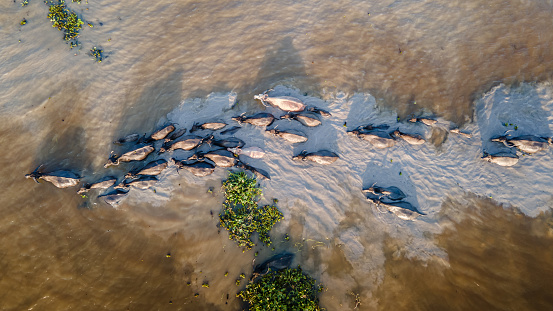 Aerial view of domestic water buffaloes in wetland, Located in Thale Noi, Phatthalung province, Thailand.