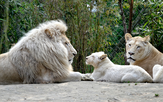 White lions family (Panthera leo) lying on sandy ground