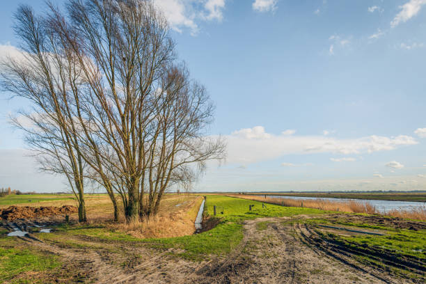 дерево с голыми ветвями на краю поля - polder autumn dirt field стоковые фото и изображения