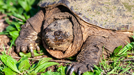 close up portrait of a snapping or alligator turtle sunning itself